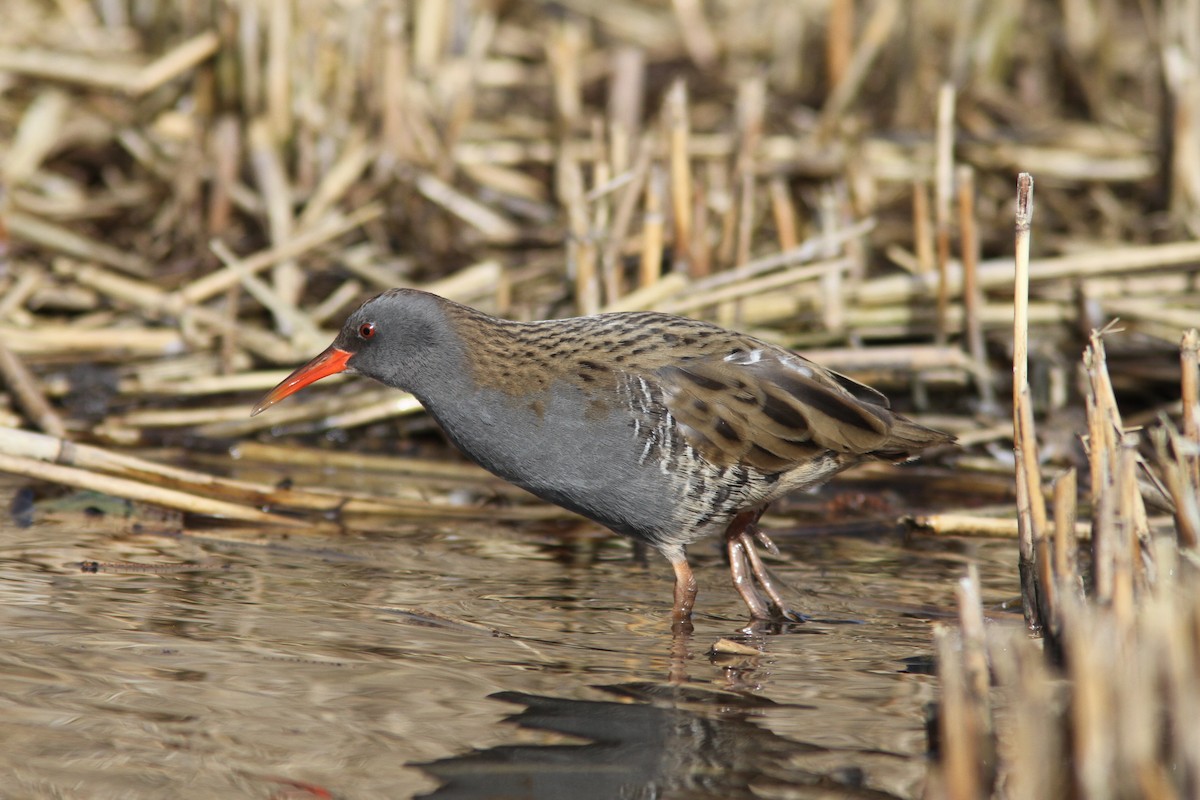 Water Rail - ML631346930