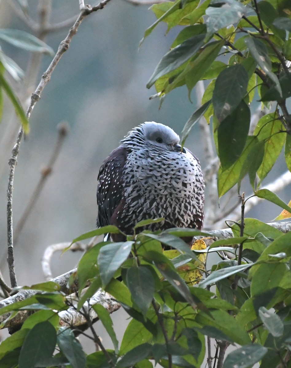 Pigeon de Hodgson - ML631346948