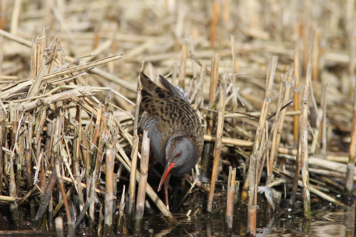 Water Rail - ML631346949