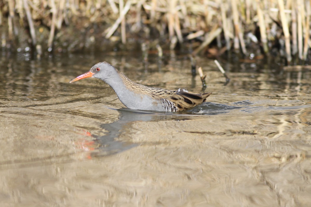 Water Rail - ML631346960