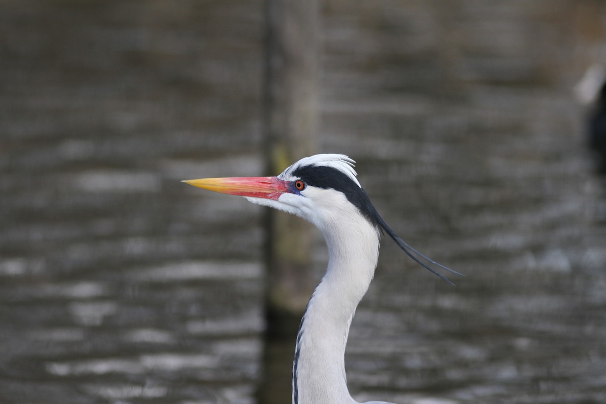 Gray Heron - ML631346986