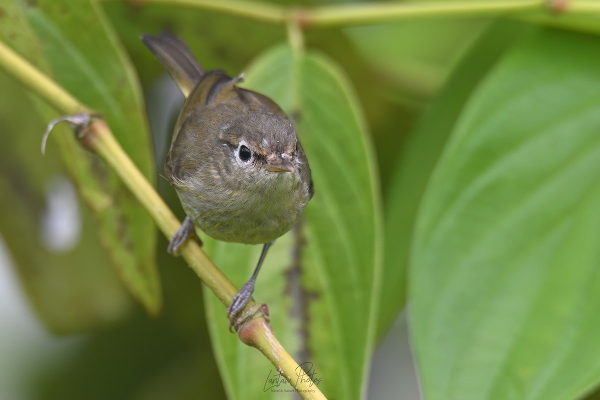 Negros Leaf Warbler - ML631346988