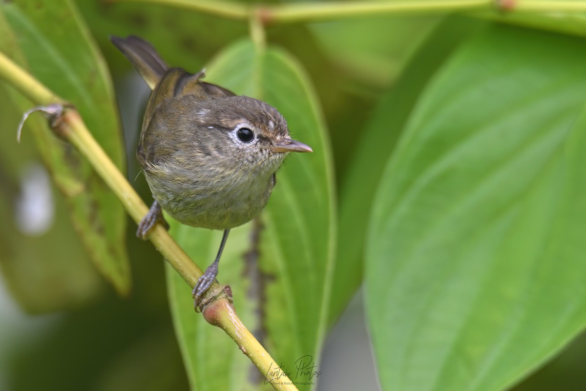 Negros Leaf Warbler - ML631346989