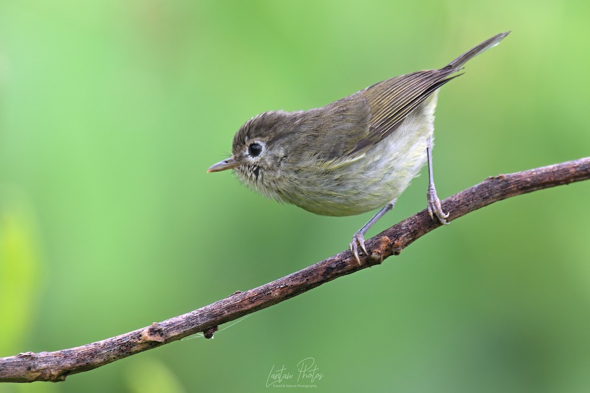 Negros Leaf Warbler - ML631346990