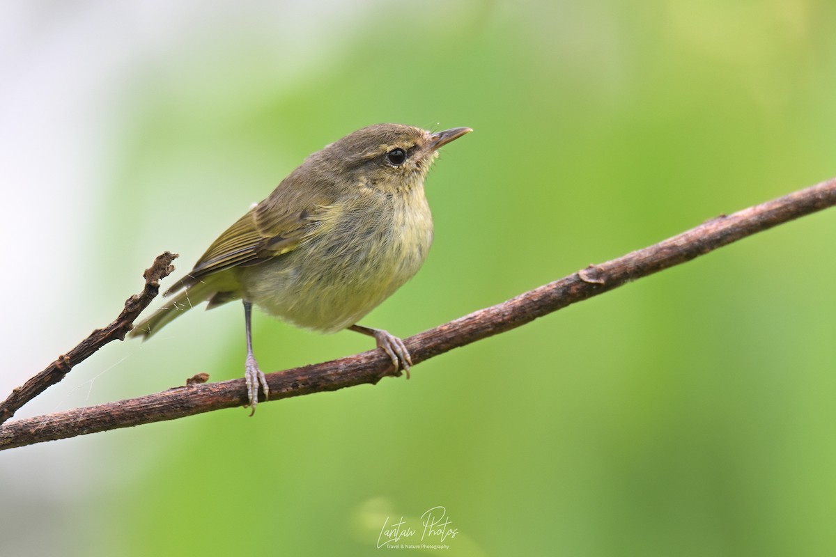Negros Leaf Warbler - ML631346991