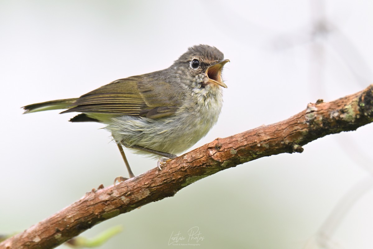 Negros Leaf Warbler - ML631346992