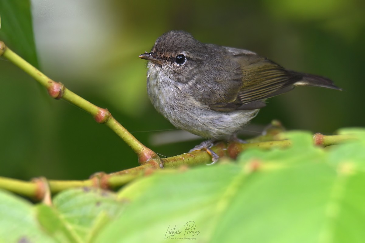 Negros Leaf Warbler - ML631346993