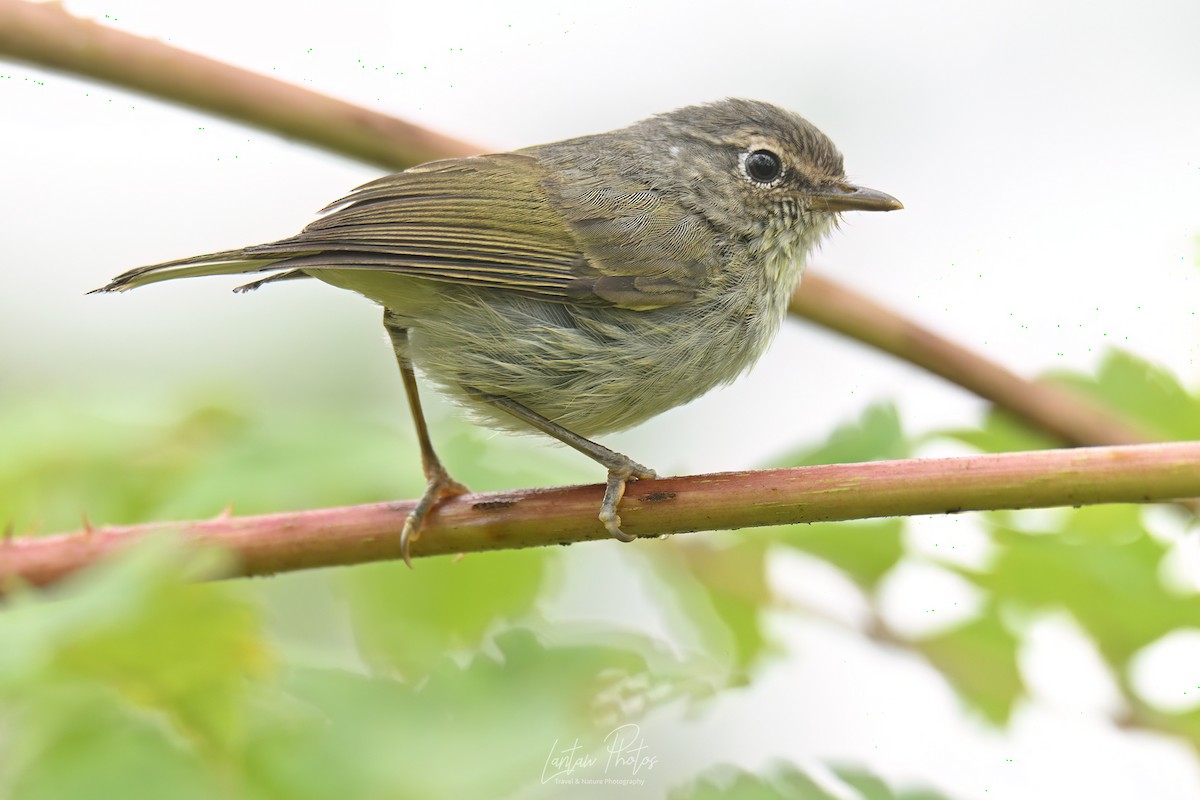 Negros Leaf Warbler - ML631346994