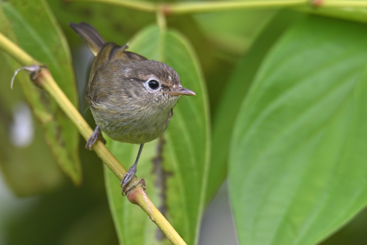 Negros Leaf Warbler - ML631346995