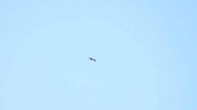 Black Baza - ML631347049