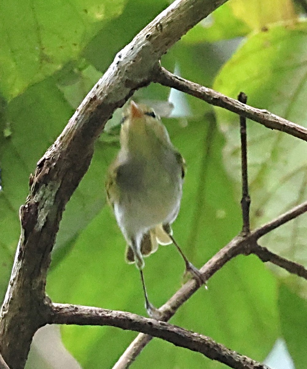 Lemon-throated Leaf Warbler - ML631347341