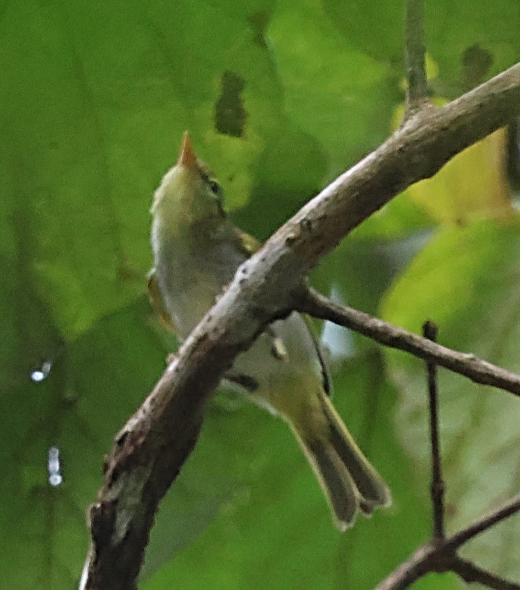 Lemon-throated Leaf Warbler - ML631347376