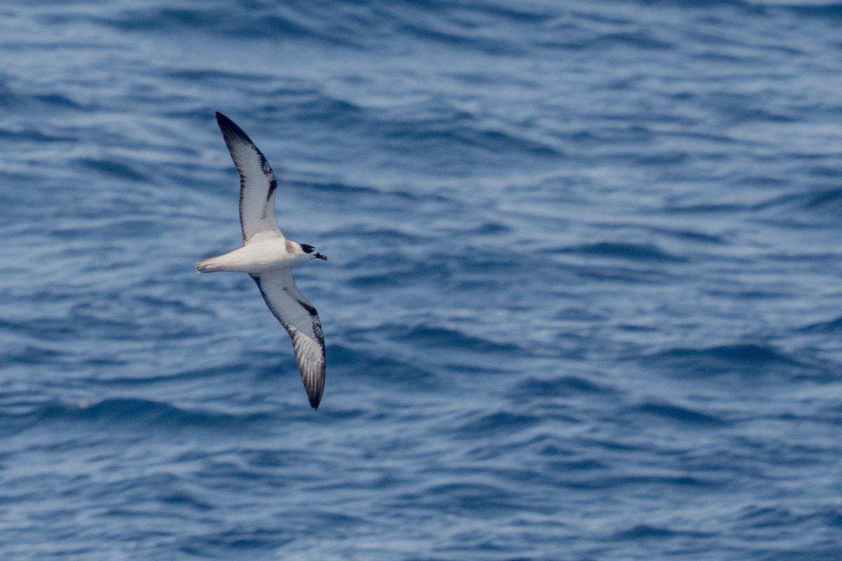 White-necked Petrel - ML631347499