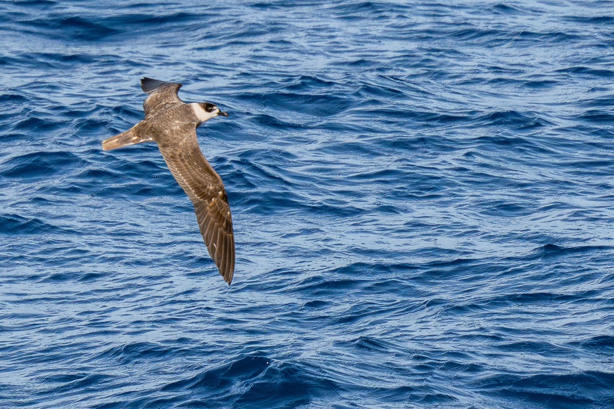 White-necked Petrel - ML631347501