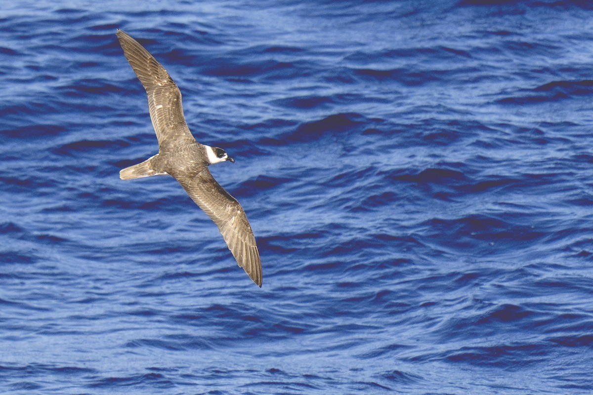 White-necked Petrel - ML631347502
