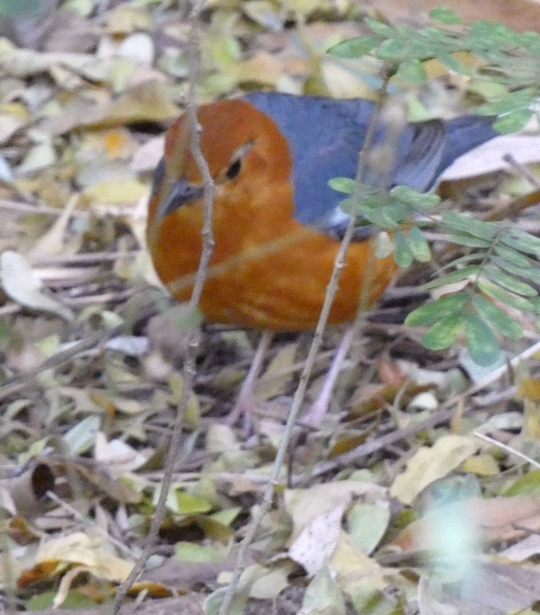 Orange-headed Thrush - ML631347721