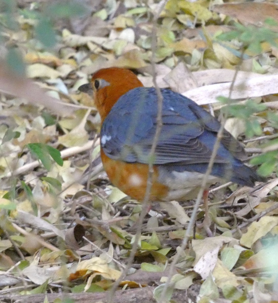 Orange-headed Thrush - ML631347722