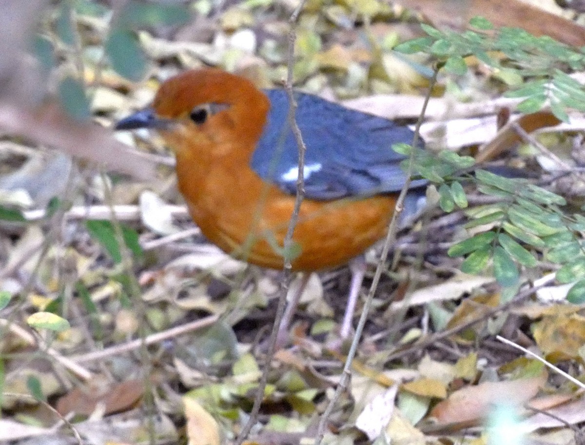 Orange-headed Thrush - ML631347723