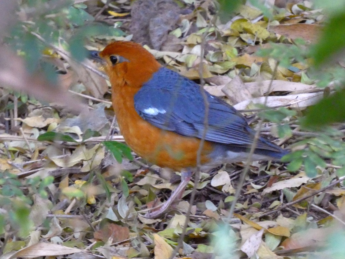 Orange-headed Thrush - ML631347724