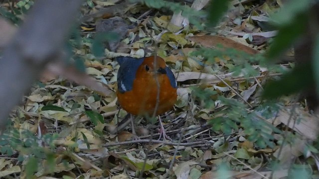 Orange-headed Thrush - ML631347728