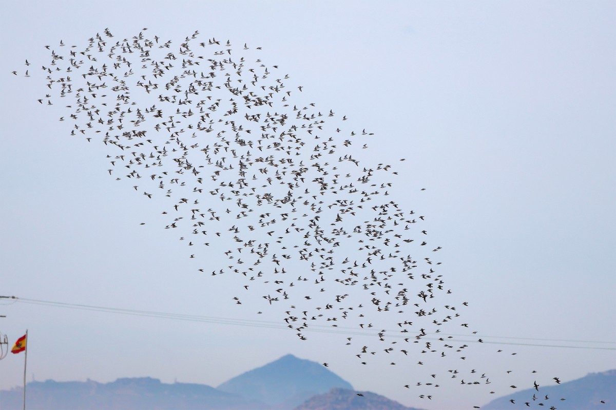 Dunlin - ML631347869