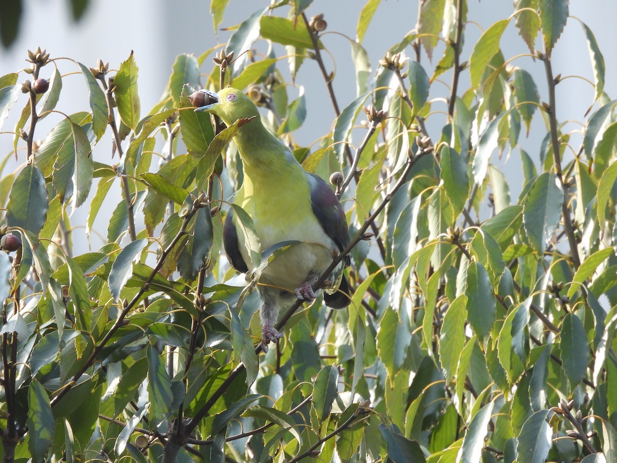 White-bellied Green-Pigeon - ML631347932