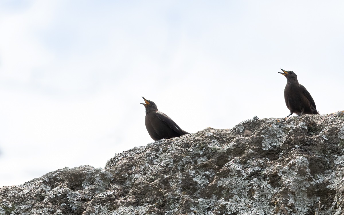 Boulder Chat - ML631347968