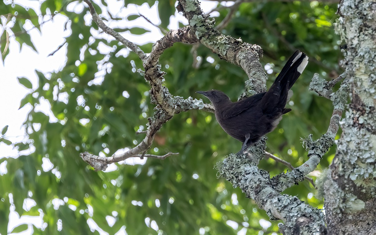 Boulder Chat - ML631347970