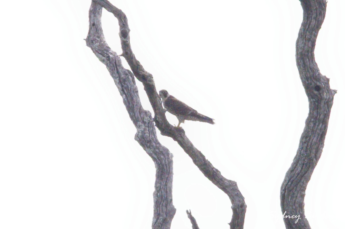 Peregrine Falcon (African) - ML631348034