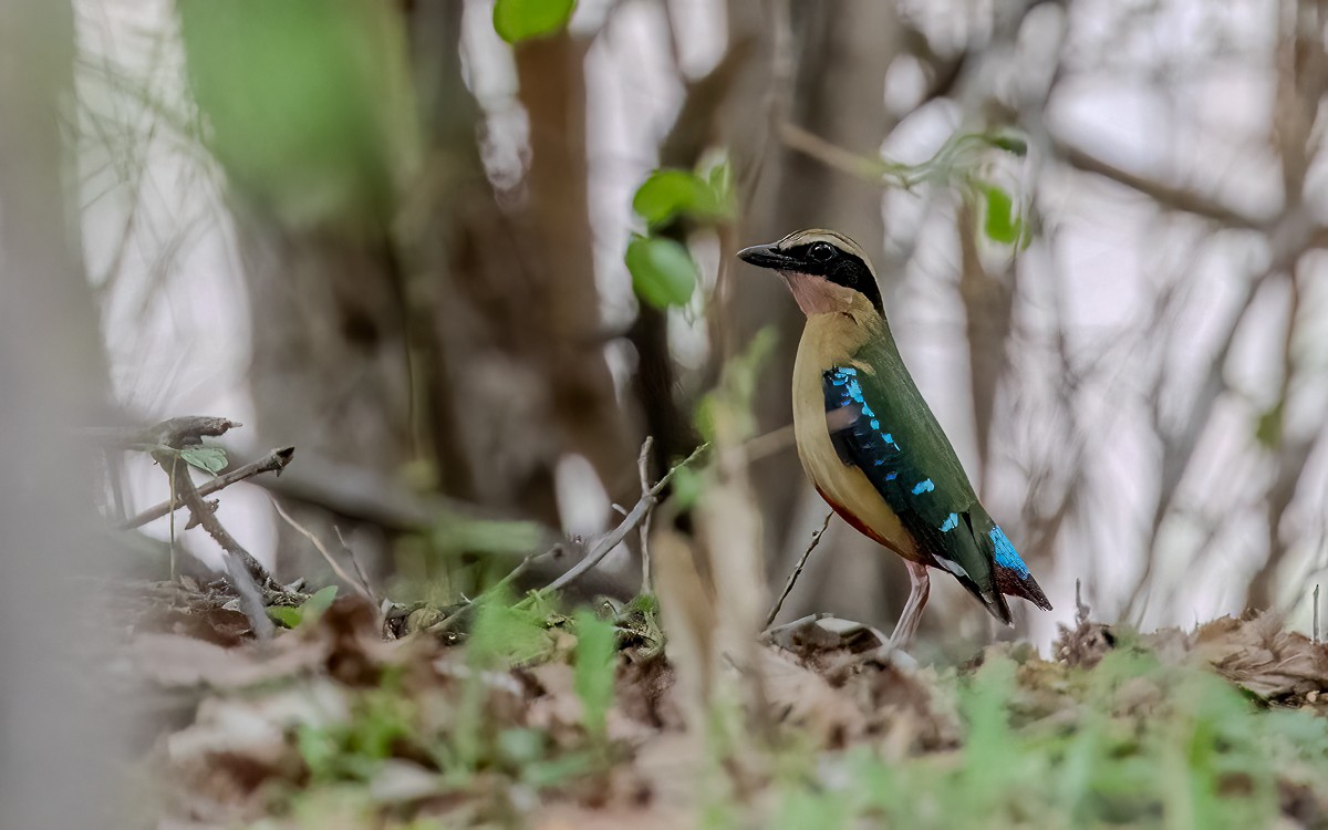 African Pitta - ML631348070