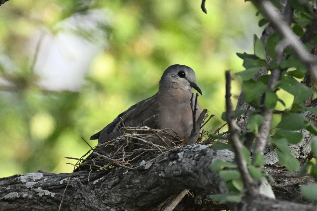 Emerald-spotted Wood-Dove - ML631348093
