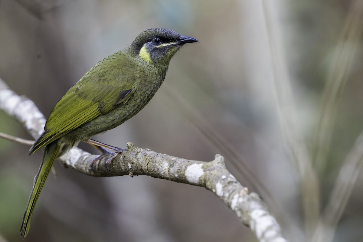 Lewin's Honeyeater - ML631348196