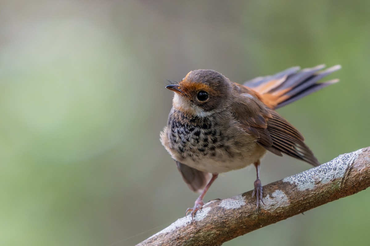 Australian Rufous Fantail - ML631348199