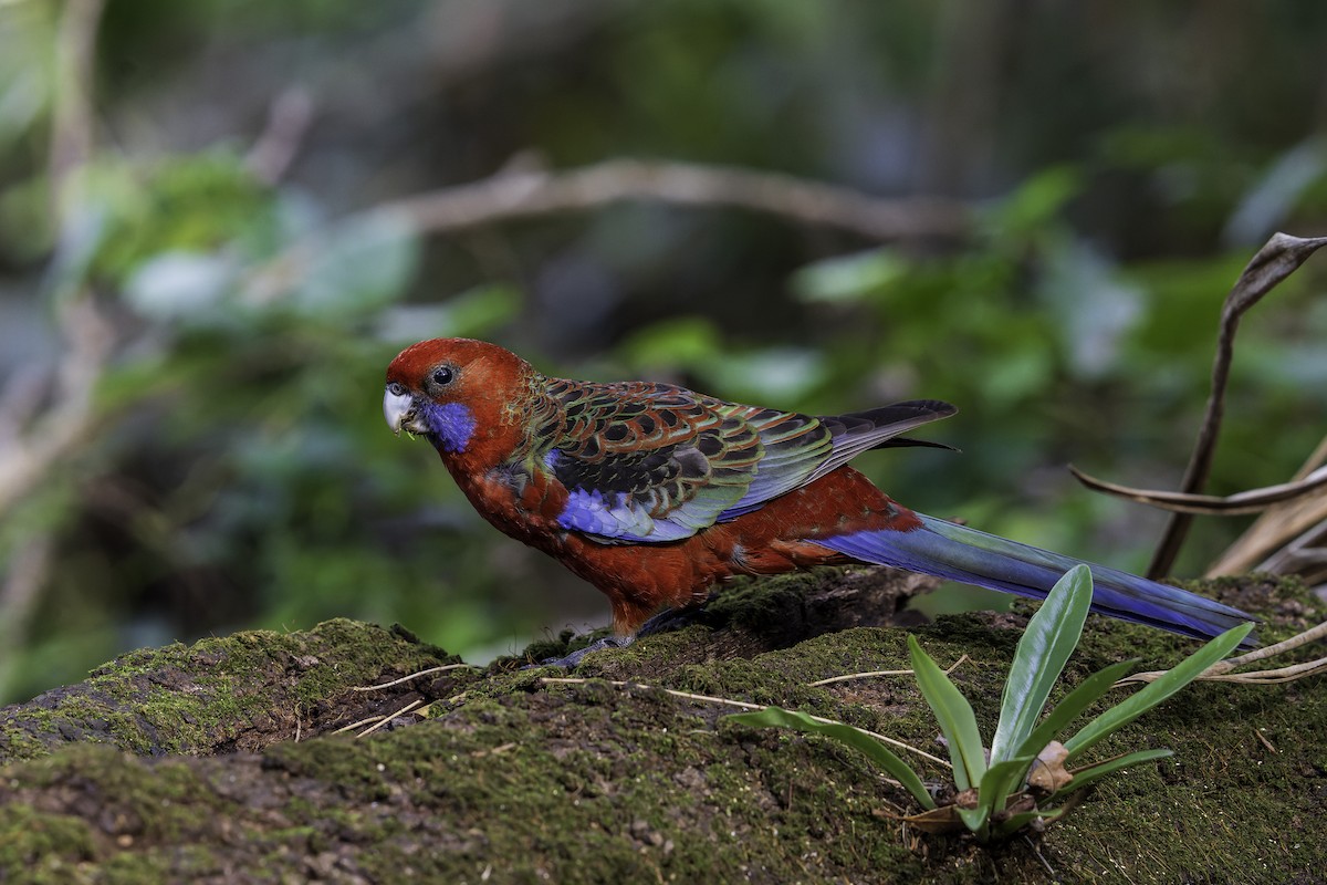 Crimson Rosella (Crimson) - ML631348202
