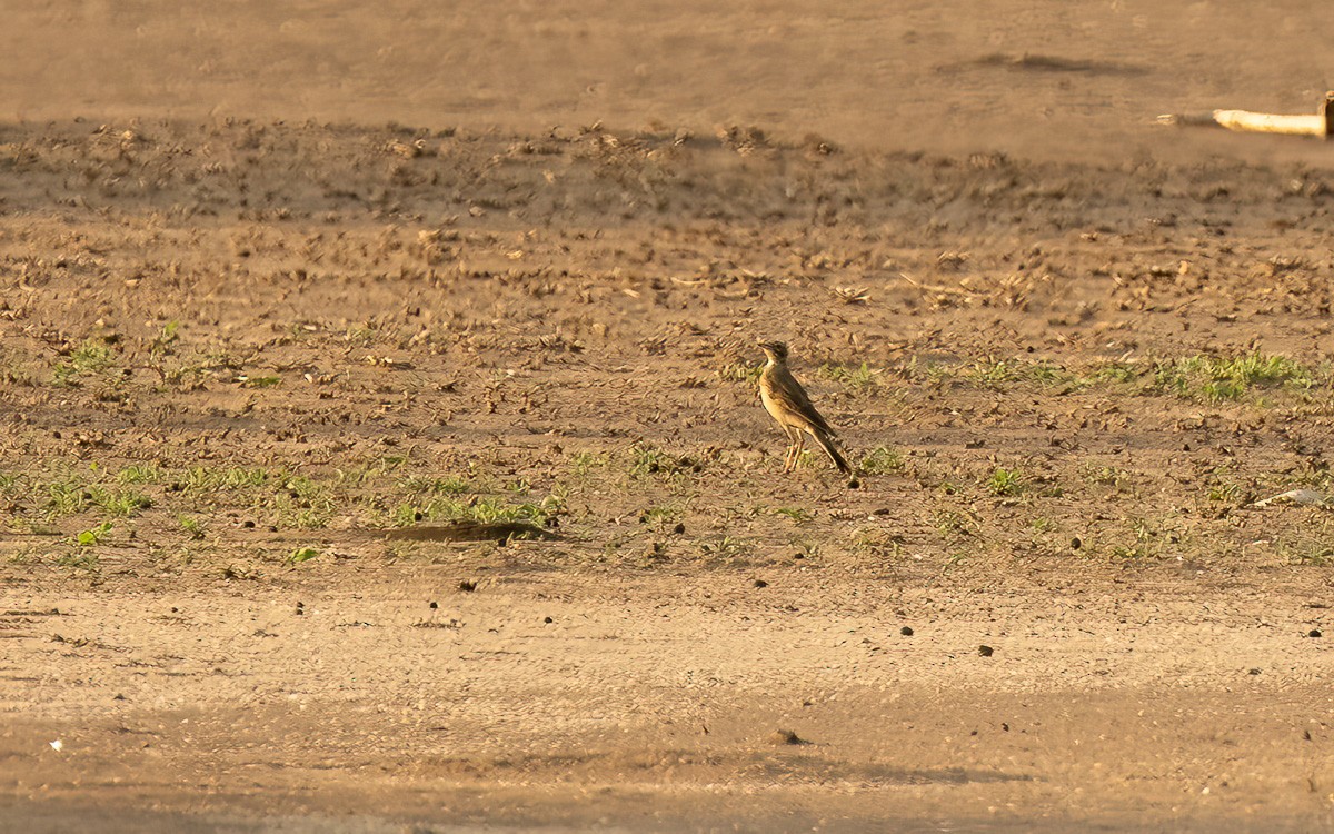 Buffy Pipit - ML631348208