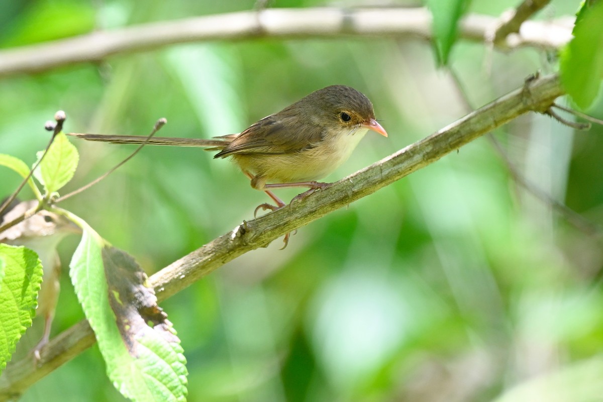 Red-backed Fairywren - ML631348230