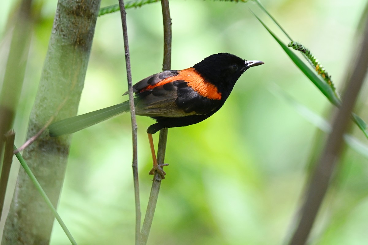 Red-backed Fairywren - ML631348231