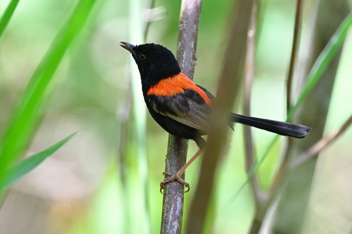 Red-backed Fairywren - ML631348232