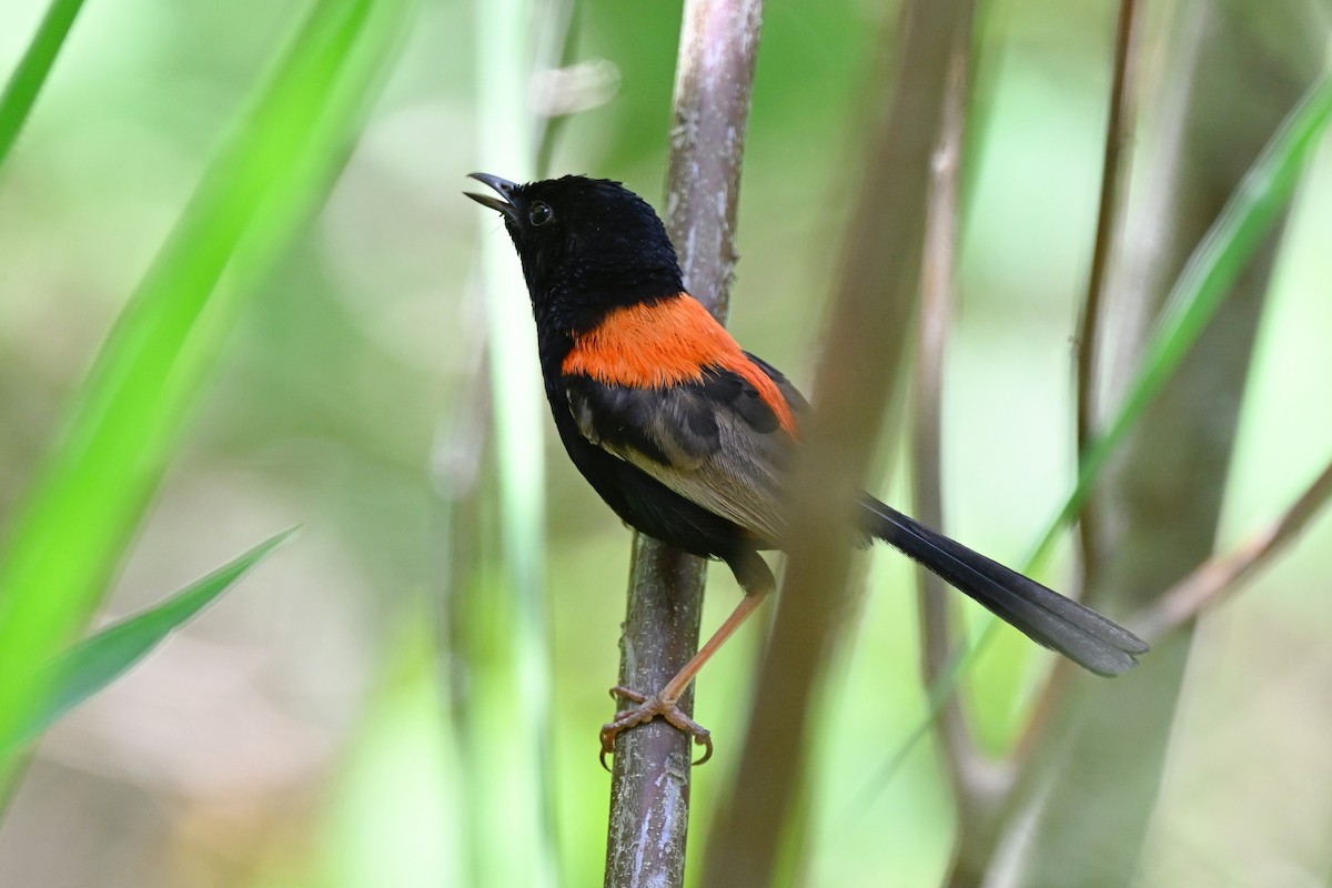 Red-backed Fairywren - ML631348233