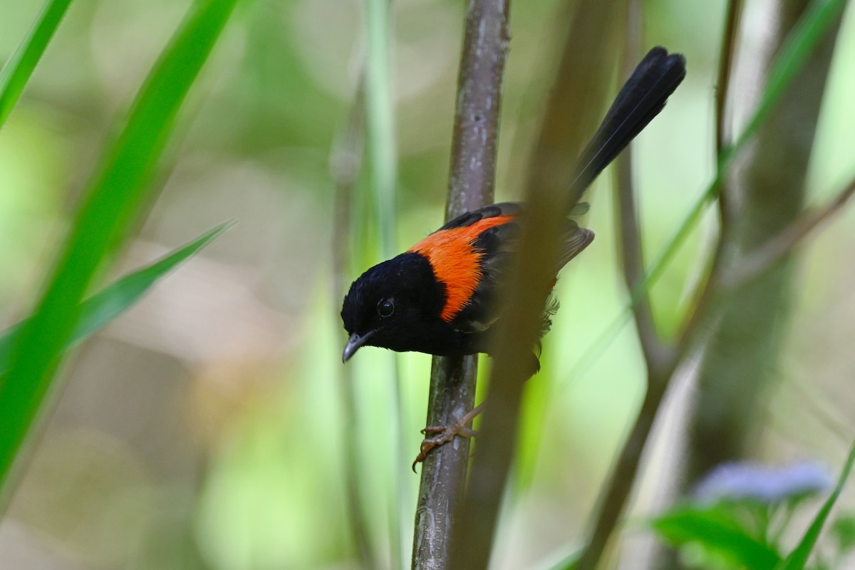 Red-backed Fairywren - ML631348234