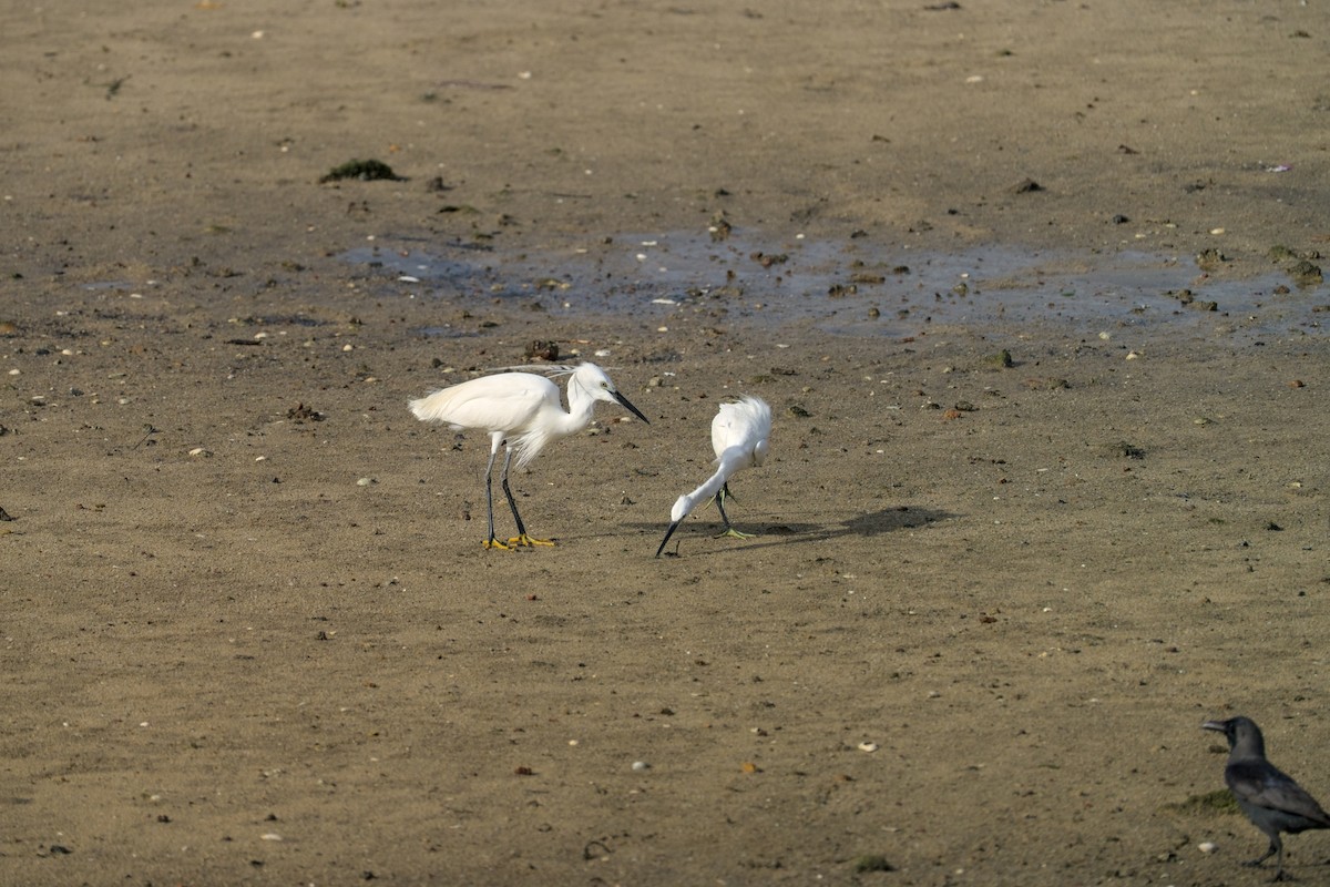 小白鷺 - ML631348404