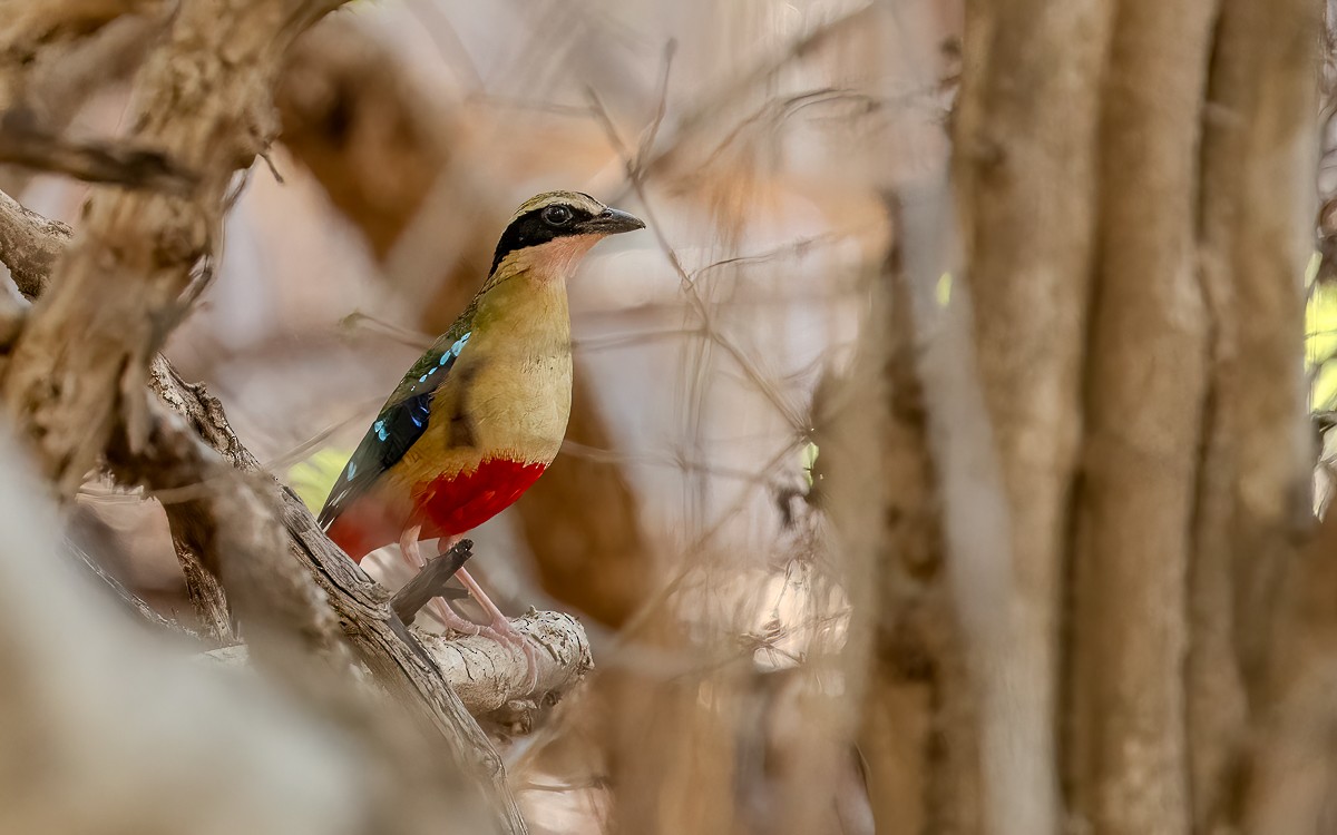 African Pitta - ML631348409