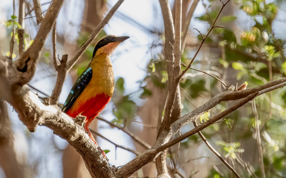 African Pitta - ML631348410