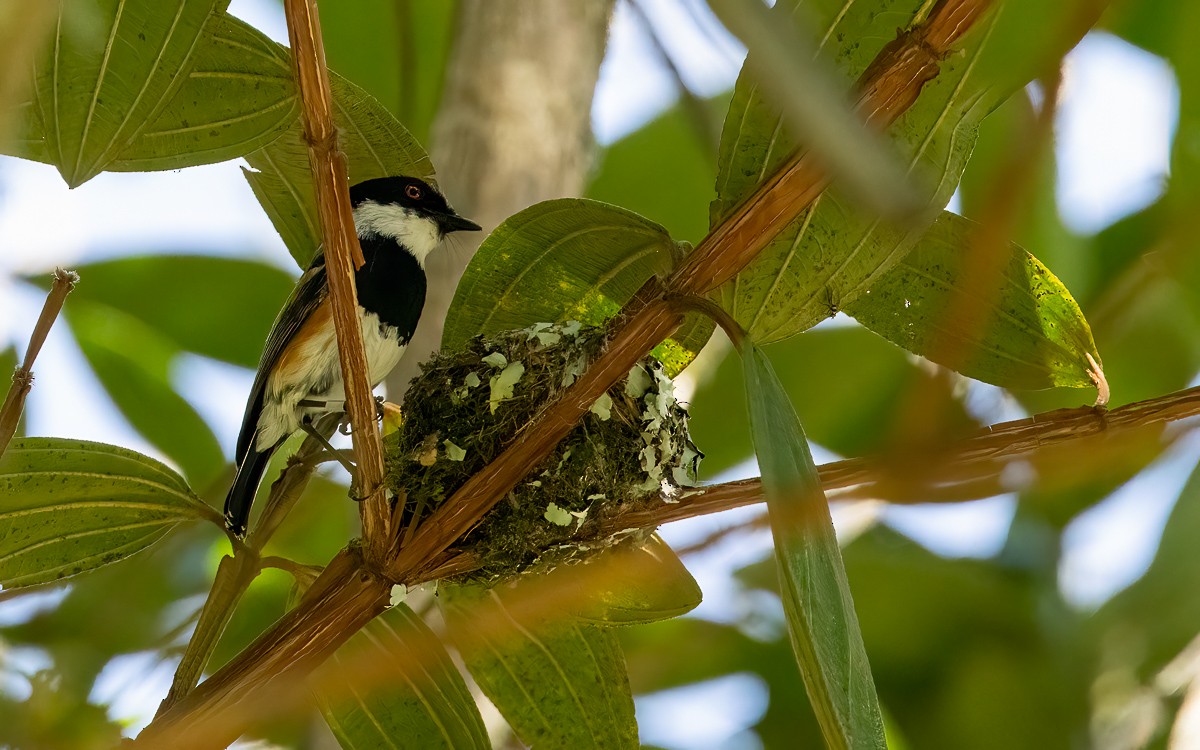 Cape Batis (Gray-mantled) - ML631348622