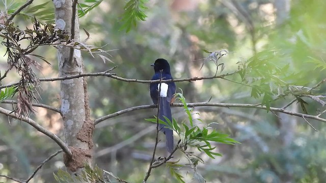 White-rumped Shama - ML631348647