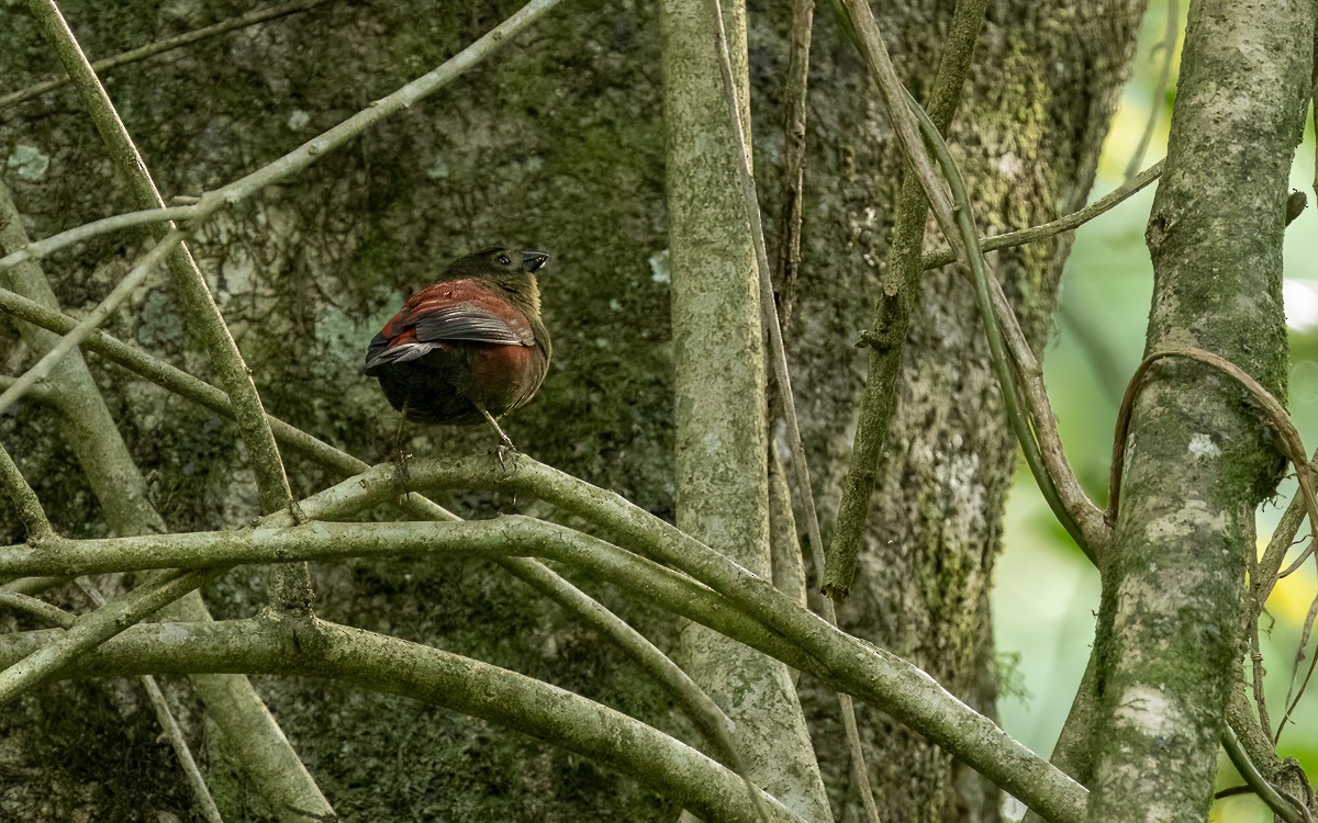 Red-faced Crimsonwing (Eastern) - ML631348648
