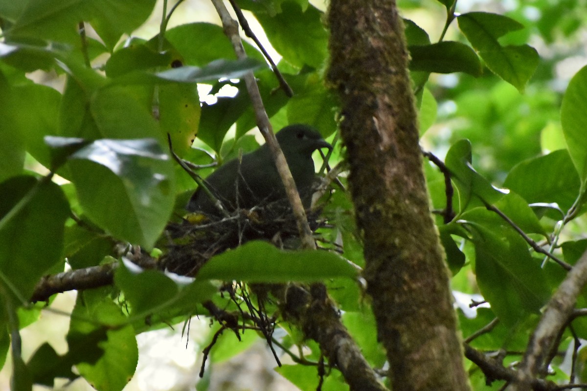 Yellow-bibbed Fruit-Dove - ML631348761