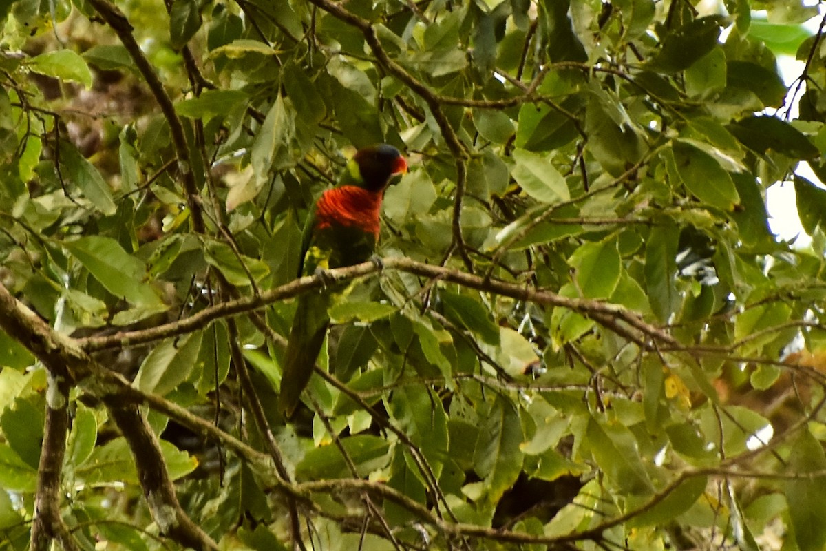 Coconut Lorikeet - ML631348792