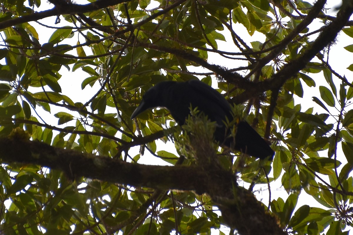 ブーゲンビルガラス - ML631348797