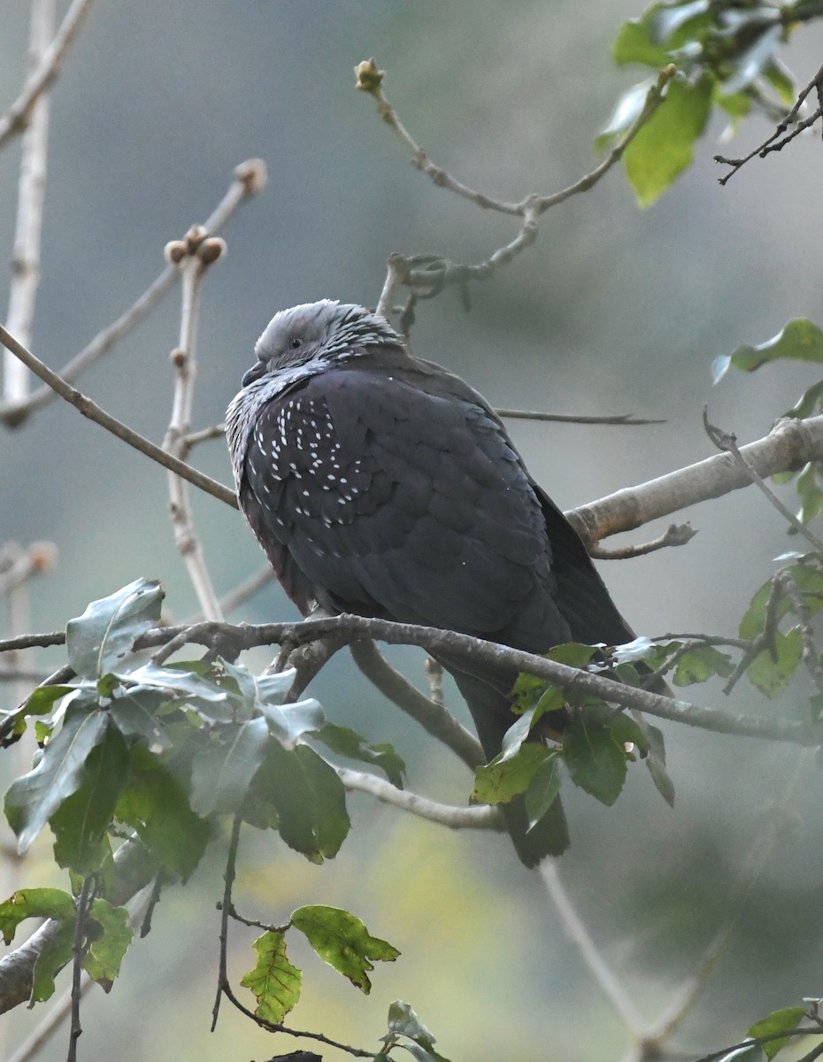 Pigeon de Hodgson - ML631348819